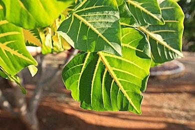 《奇异人生：双重曝光》预告片 10月29日发售