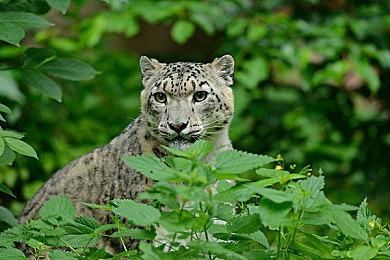 《纳迪亚之宝》上架Steam平台 寻找宝藏邂逅美女